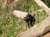 2011040701543417_k-Zoo & Jana 013.jpg